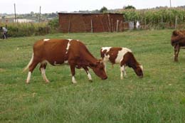 The cows bought by the Brownies and Rainbows