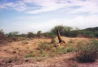 After the rains in Lodwar