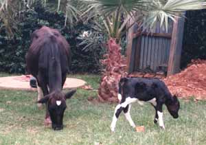 Cow and calf at school